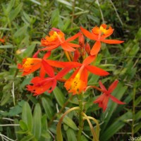 Epidendrum radicans Pav. ex Lindl.